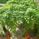 Relais Buonfanti *